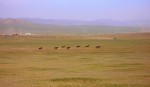 Mongol horseracing